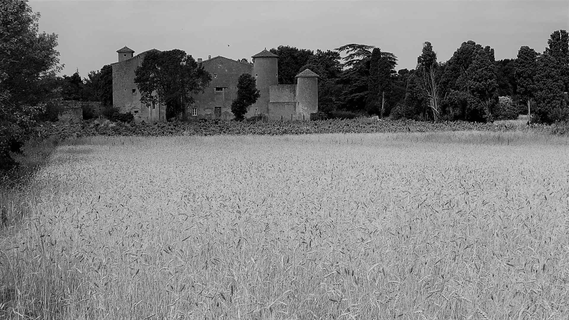 IMG_9049 - Copie