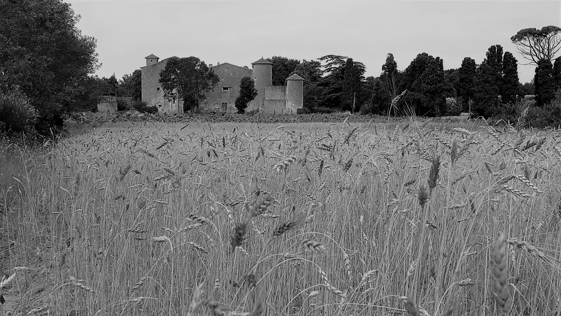 IMG_9050 - Copie