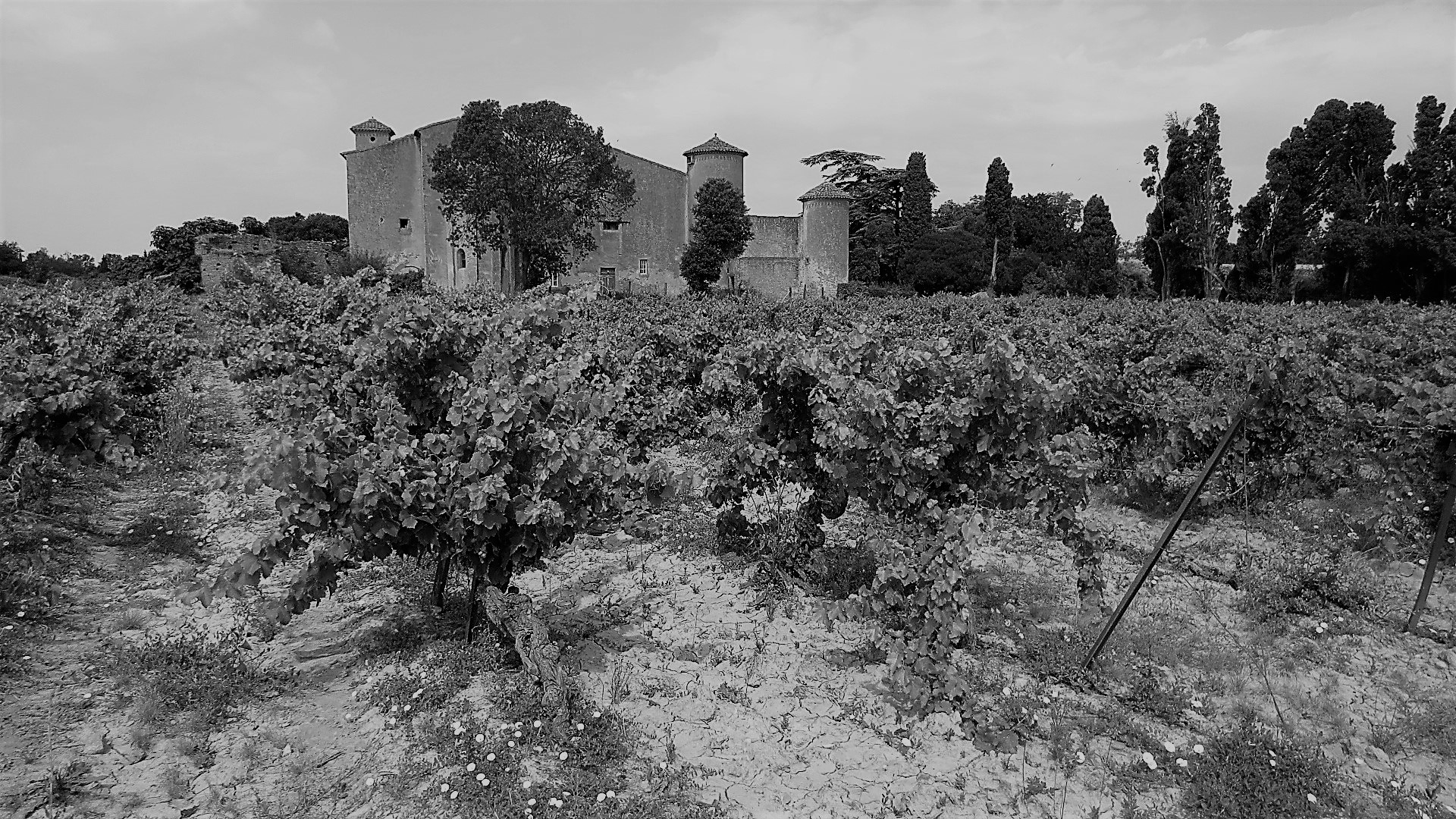 IMG_9051 - Copie