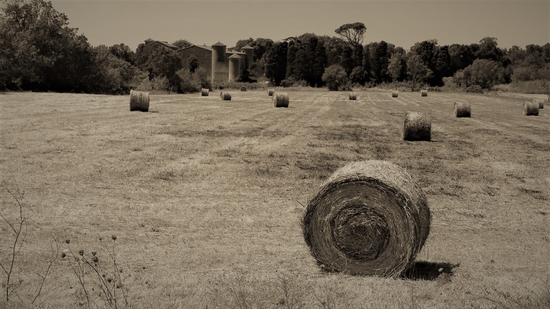 P1080617 - Copie (2)