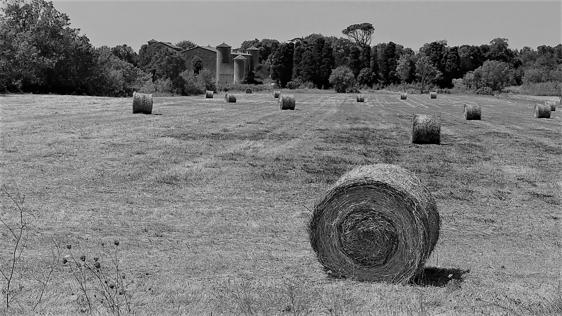 P1080617 - Copie